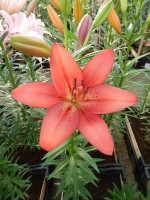 [4098 Carmine Diamond DJ No02.JPG]